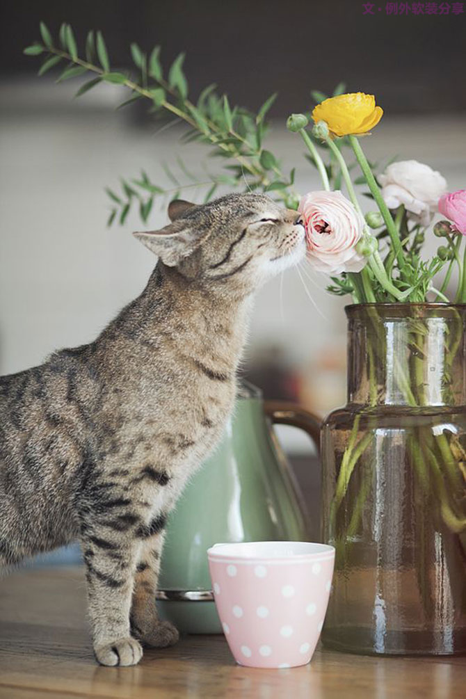 家里來了一大波萌萌噠動物，正在搞事情？！