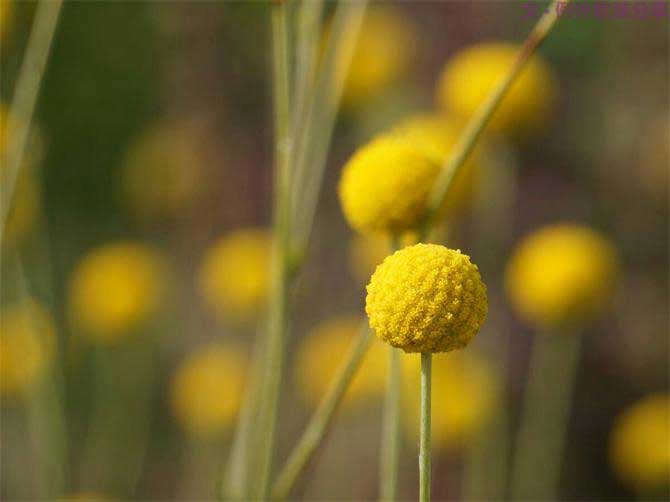 【例外.花箋記】金槌花，敲打在心間的小鼓槌！-別墅設(shè)計(jì),軟裝設(shè)計(jì),室內(nèi)設(shè)計(jì),豪宅設(shè)計(jì),深圳例外軟裝設(shè)計(jì)公司